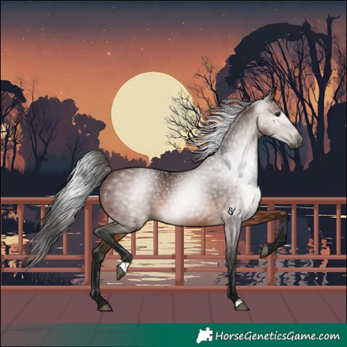 Horse Color:Gray Bay 