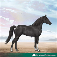 Horse Color:Smoky Black Tobiano 