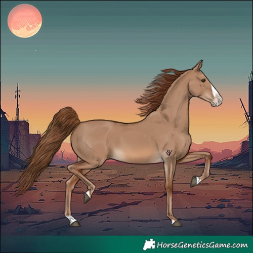 Horse Color:Red Dun Splash 