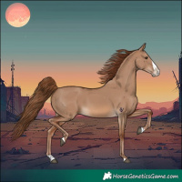 Horse Color:Red Dun Splash 