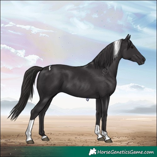 Horse Color:Smoky Black Tobiano 