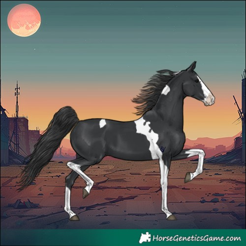 Horse Color:Black Splash Tobiano 