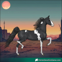 Horse Color:Black Splash Tobiano 