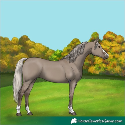 Horse Color:Silver Grullo 