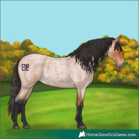 Horse Color:Bay Roan 