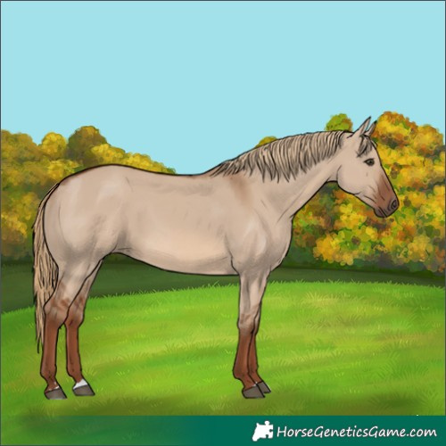 Horse Color:Red Dun 