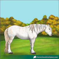 Horse Color:White Spotted Red Dun Rabicano and White Spotted Red Dun Rabicano