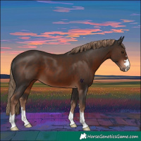 Horse Color:Liver Chestnut 