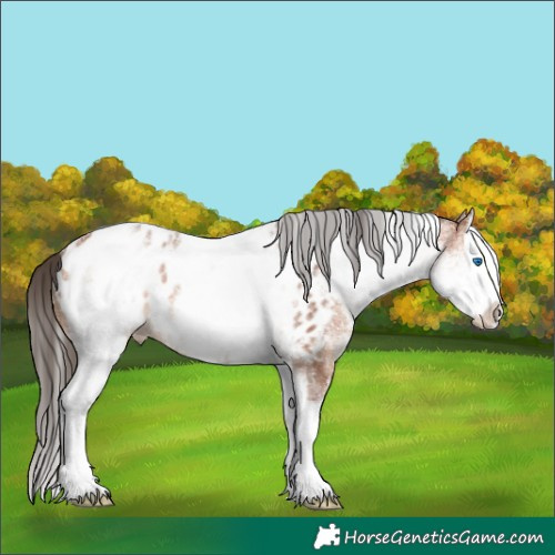 Horse Color:White Spotted Bay Splash Appaloosa 