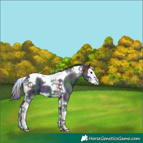 Horse Color:Nacre Black Splash Tobiano