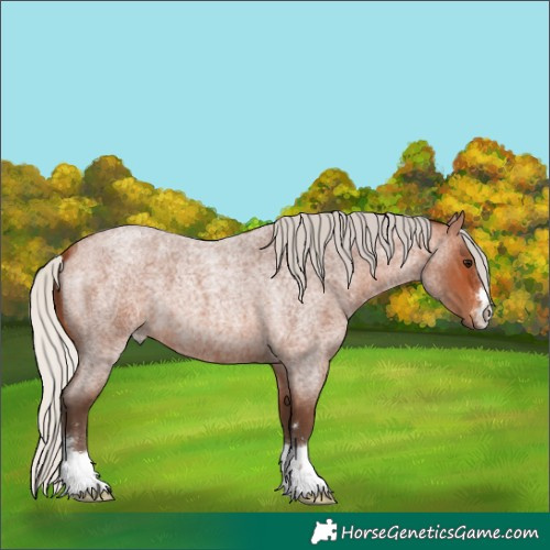 Horse Color:Unknown 