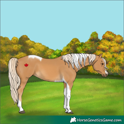 Horse Color:Palomino Tobiano 