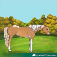 Horse Color:Palomino Tobiano