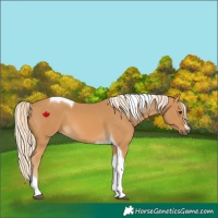 Horse Color:Palomino Tobiano 