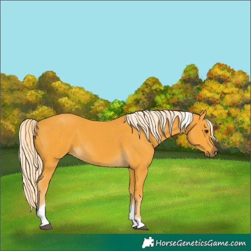 Horse Color:Palomino Tobiano 