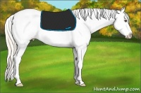 Horse Color:Palomino Dun Tobiano Appaloosa