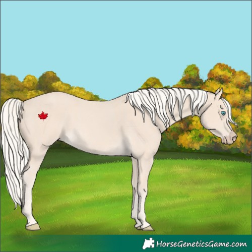 Horse Color:Cremello 