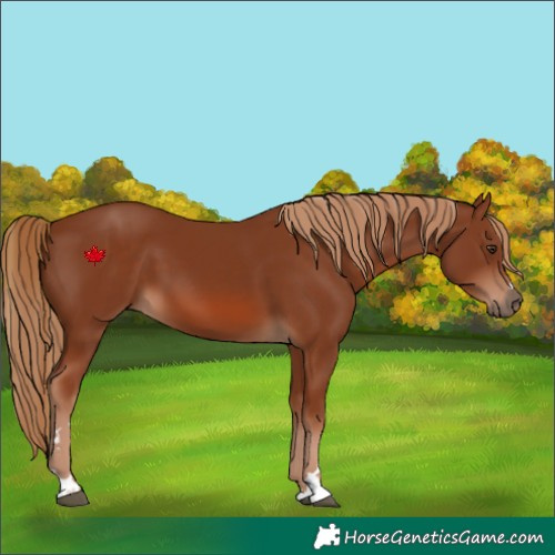Horse Color:Chestnut 