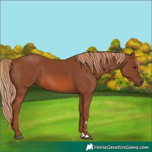 Horse Color:Chestnut 