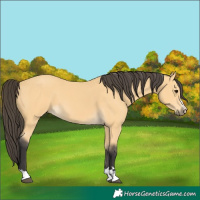 Horse Color:Unknown 