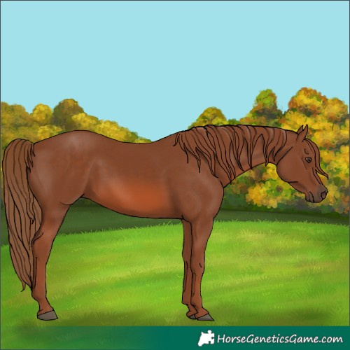 Horse Color:Chestnut 