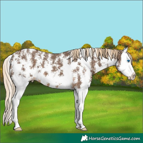 Horse Color:Chocolate Palomino Sabino Splash