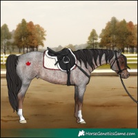 Horse Color:Liver Red Roan 