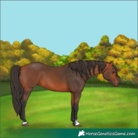 Horse Color:Bay 