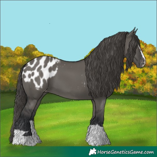 Horse Color:Grullo Appaloosa