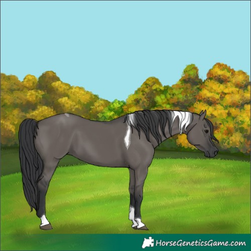 Horse Color:Unknown 