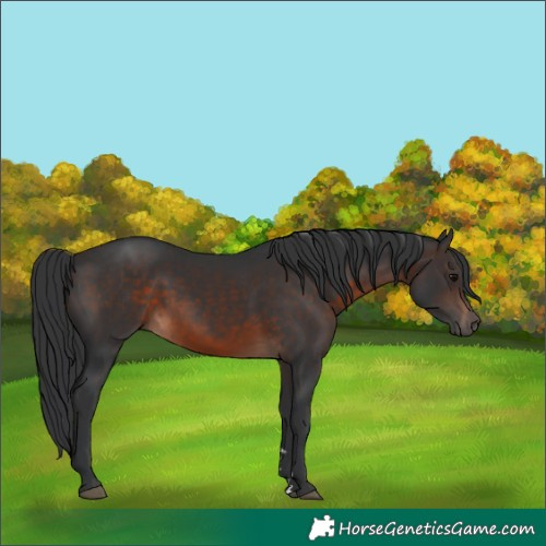 Horse Color:Brown 
