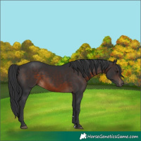 Horse Color:Brown