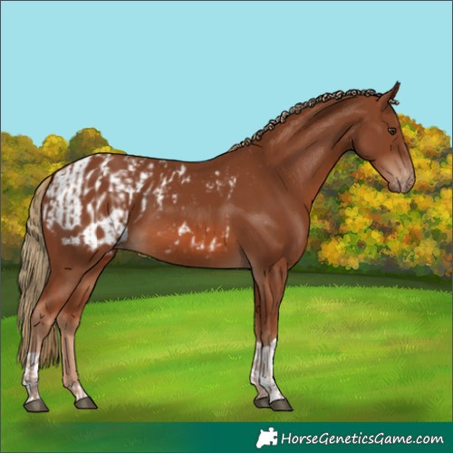 Horse Color:Chestnut  and Chestnut Appaloosa 