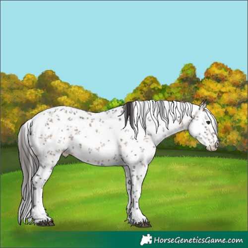 Horse Color:White Spotted Bay Ice Dun Sabino Rabicano 