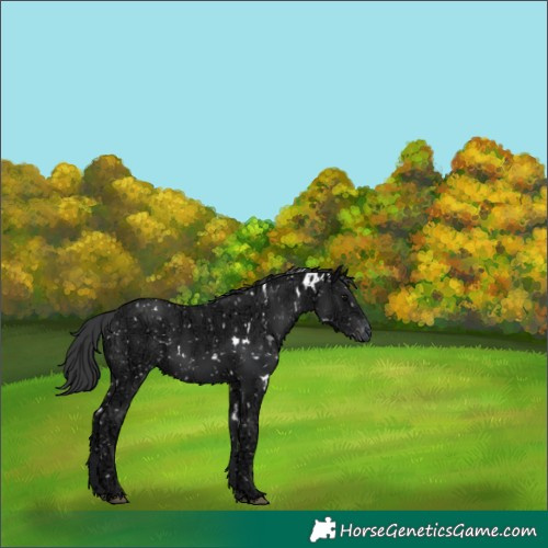 Horse Color:White Spotted Black Ice Snowflake Varnish Rabicano 