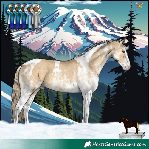 Horse Color:White Spotted Chocolate Palomino Dun Tobiano 