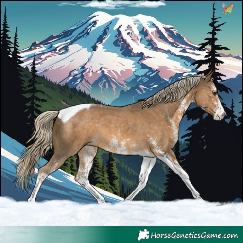 Horse Color:White Spotted Chocolate Palomino Tobiano Rabicano 