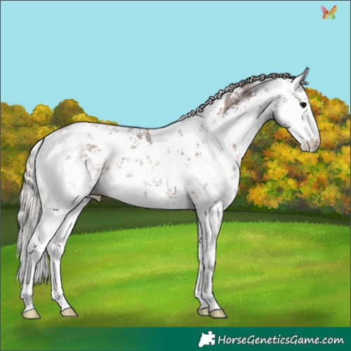 Horse Color:White Spotted Silver Black Sabino 