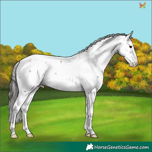 Horse Color:Bay Sabino 