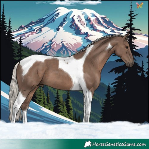 Horse Color:Silver Black Tobiano 
