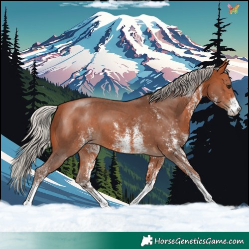 Horse Color:White Spotted Silver Bay 