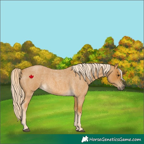 Horse Color:Palomino Roan 