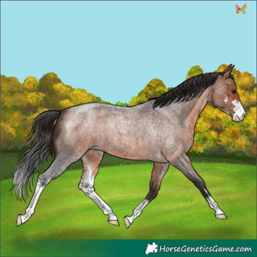 Horse Color:Brown Roan Sabino 