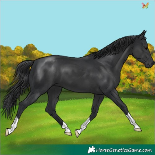Horse Color:Black 