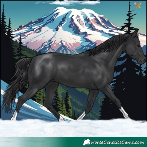 Horse Color:Black 