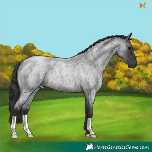 Horse Color:Blue Roan 
