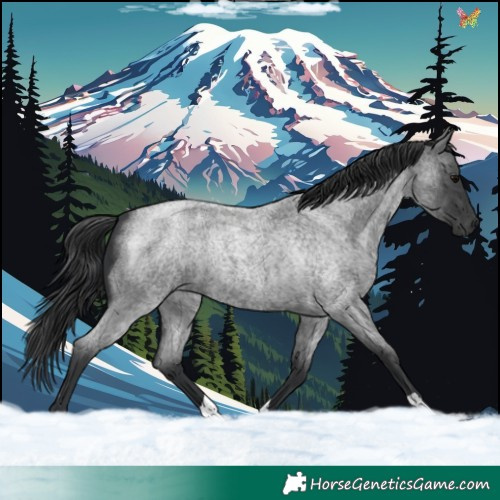 Horse Color:Blue Roan 