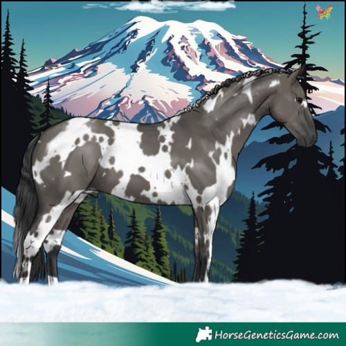 Horse Color:White Spotted Grullo 