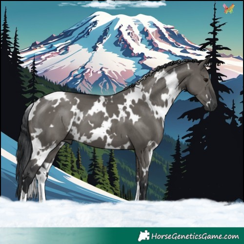 Horse Color:White Spotted Grullo 