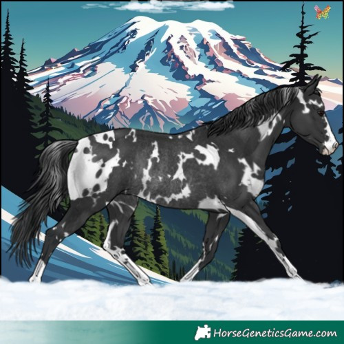 Horse Color:White Spotted Black Rabicano 